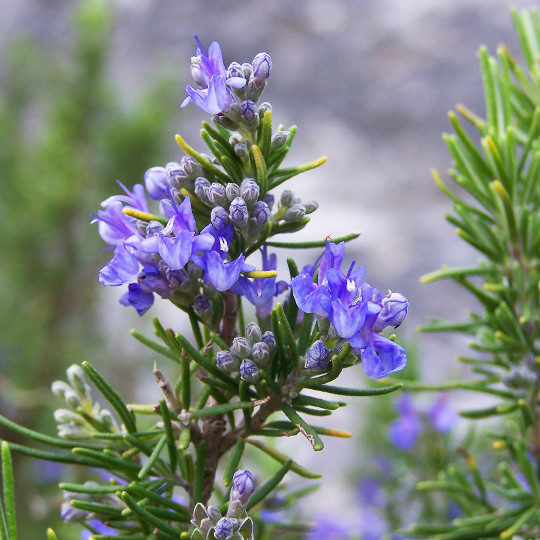 Rosemary ‘Tuscan Blue’ – Hardy Aromatic Herb Plant - The Healing Herb Garden