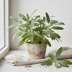 Common Sage Plant -  Aromatic Culinary & Traditional Herb