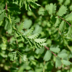 Salad Burnet – For Digestive Wellness & Fresh Cucumber Flavour - The Healing Herb Garden