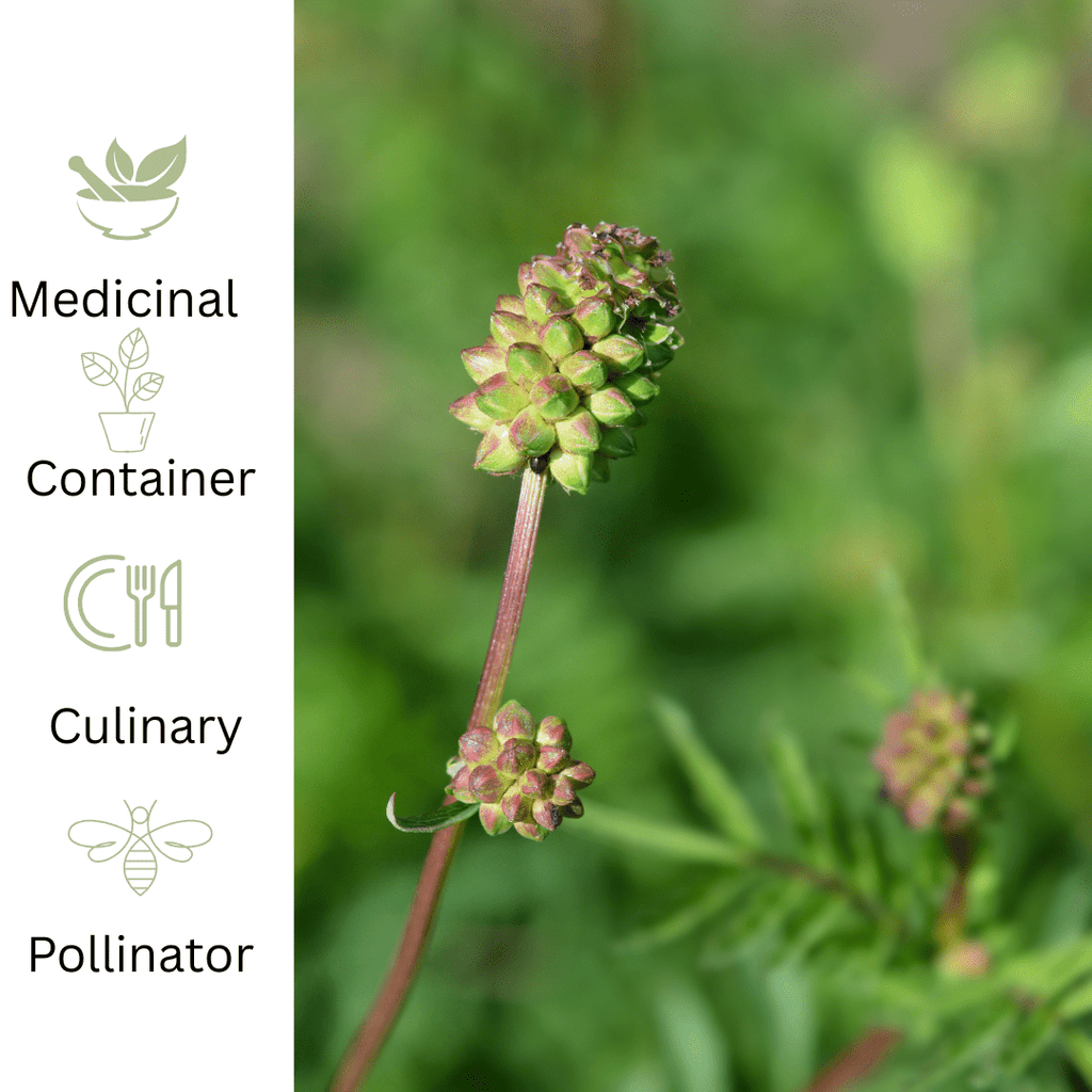 Salad Burnet – For Digestive Wellness & Fresh Cucumber Flavour - The Healing Herb Garden