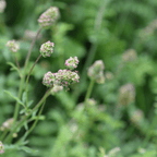 Salad Burnet – For Digestive Wellness & Fresh Cucumber Flavour - The Healing Herb Garden