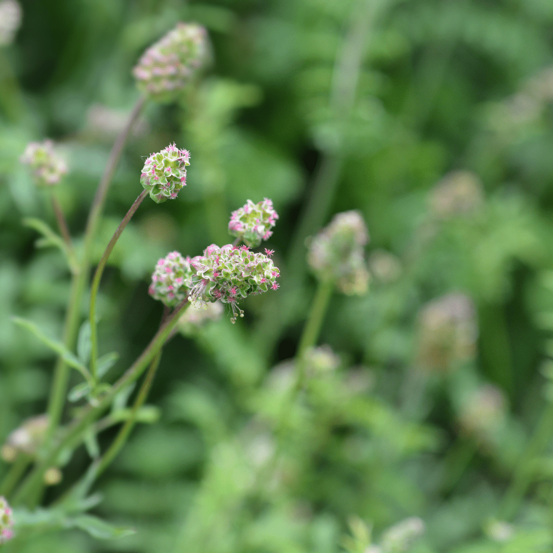 Salad Burnet – For Digestive Wellness & Fresh Cucumber Flavour - The Healing Herb Garden