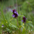 Self Heal Plant - Healing Garden Essential - The Healing Herb Garden