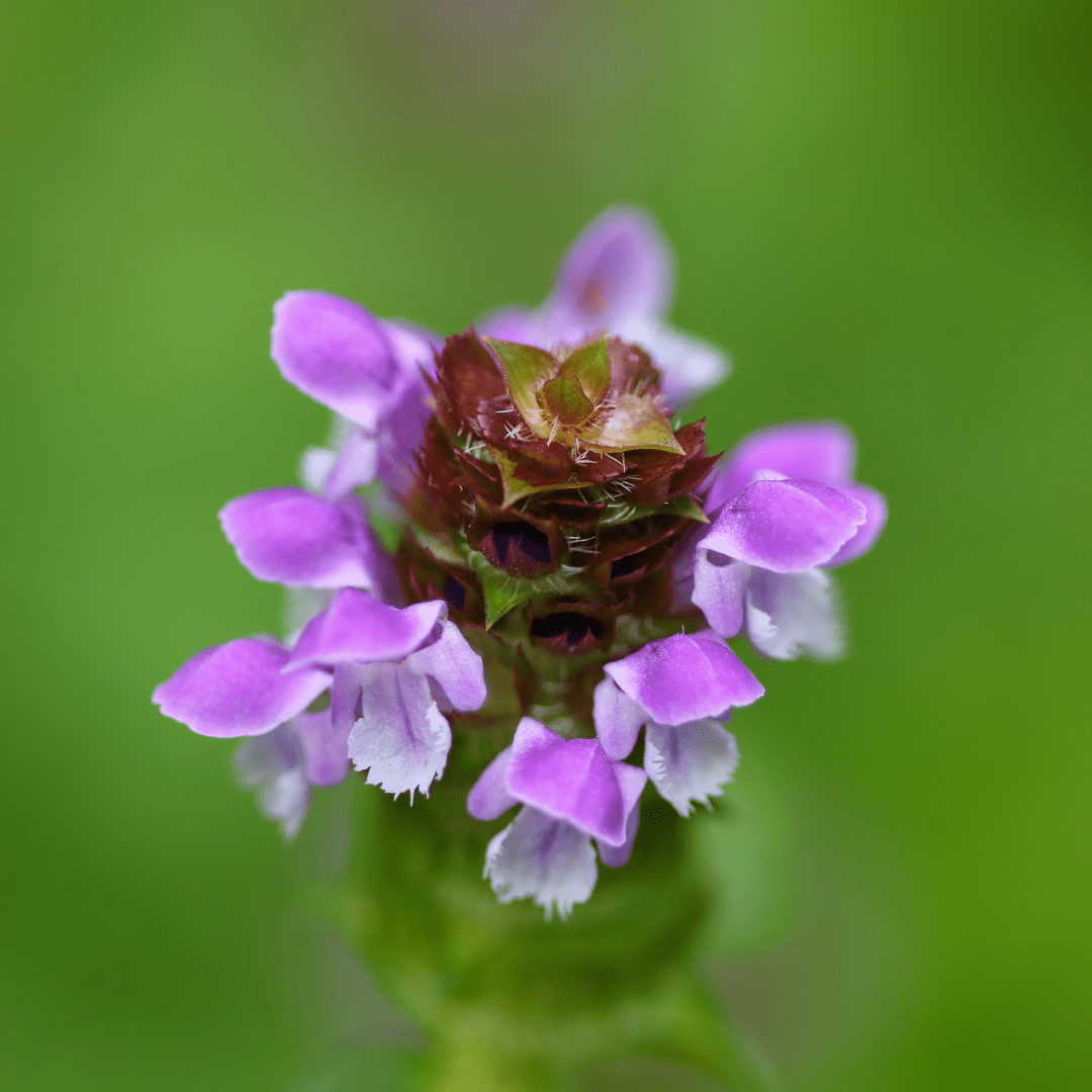 Self Heal plug plant - Native Ground Cover Herb - The Healing Herb Garden