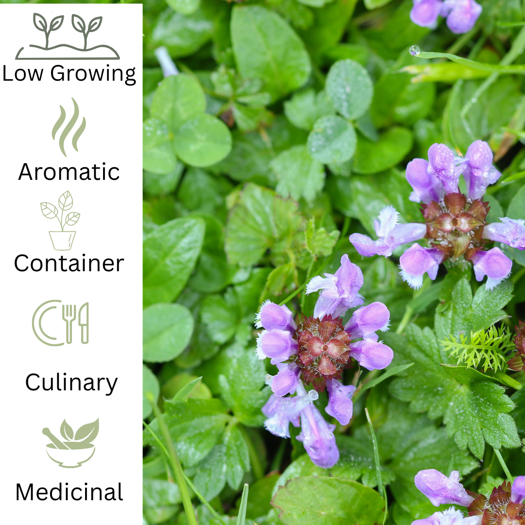 Self Heal plug plant - Native Ground Cover Herb - The Healing Herb Garden