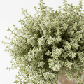 Silver Queen Thyme - Variegated Culinary Herb - The Healing Herb Garden