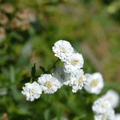 Sneezewort Plant UK - Native Wildflower Herb - The Healing Herb Garden