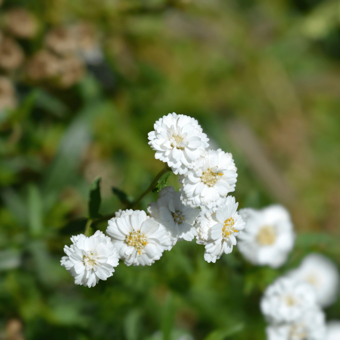 Sneezewort Plant UK - Native Wildflower Herb - The Healing Herb Garden