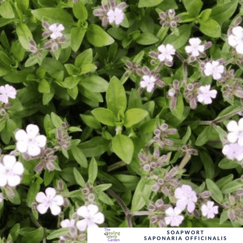 Soapwort – For Cottage Garden Charm - The Healing Herb Garden
