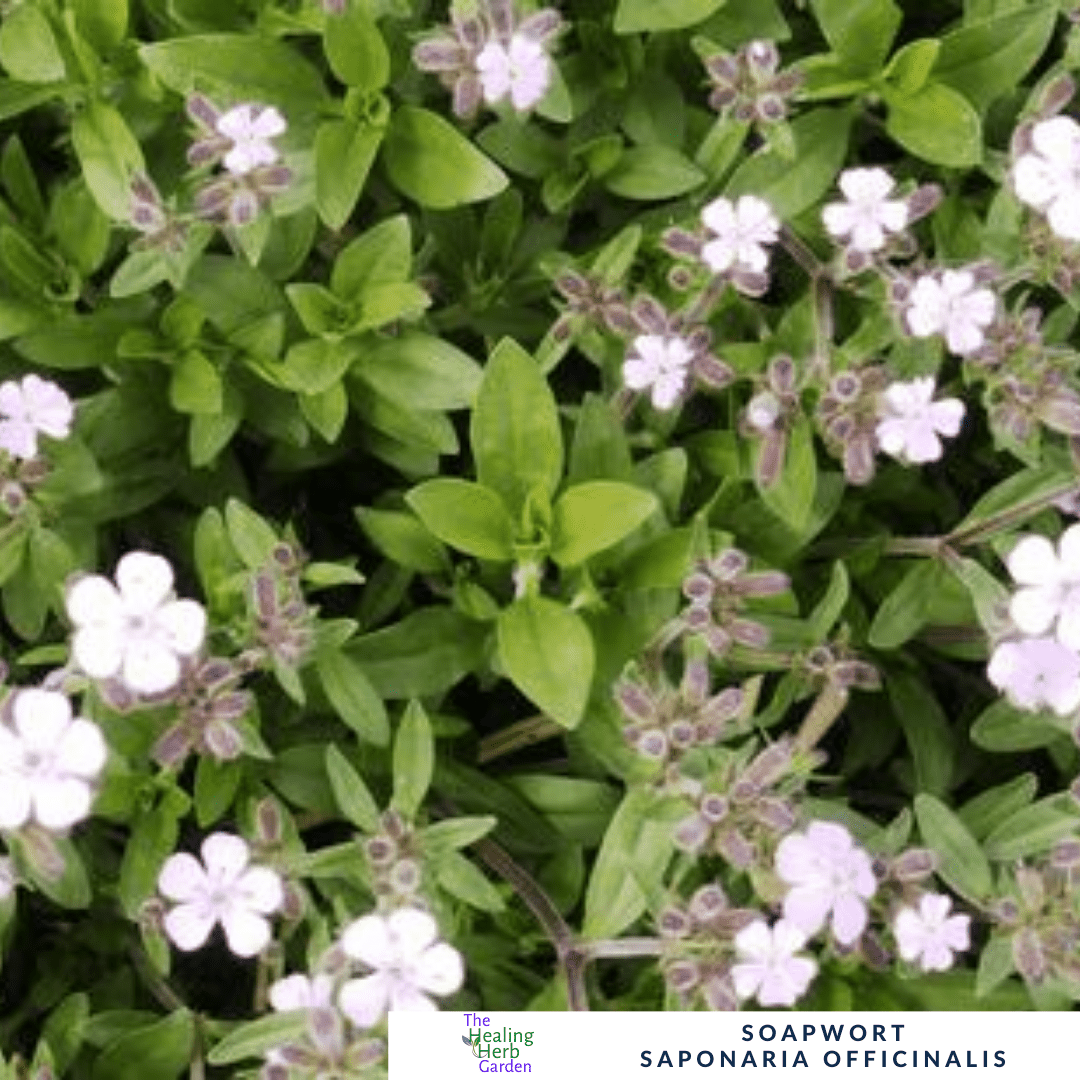 Soapwort – For Cottage Garden Charm - The Healing Herb Garden