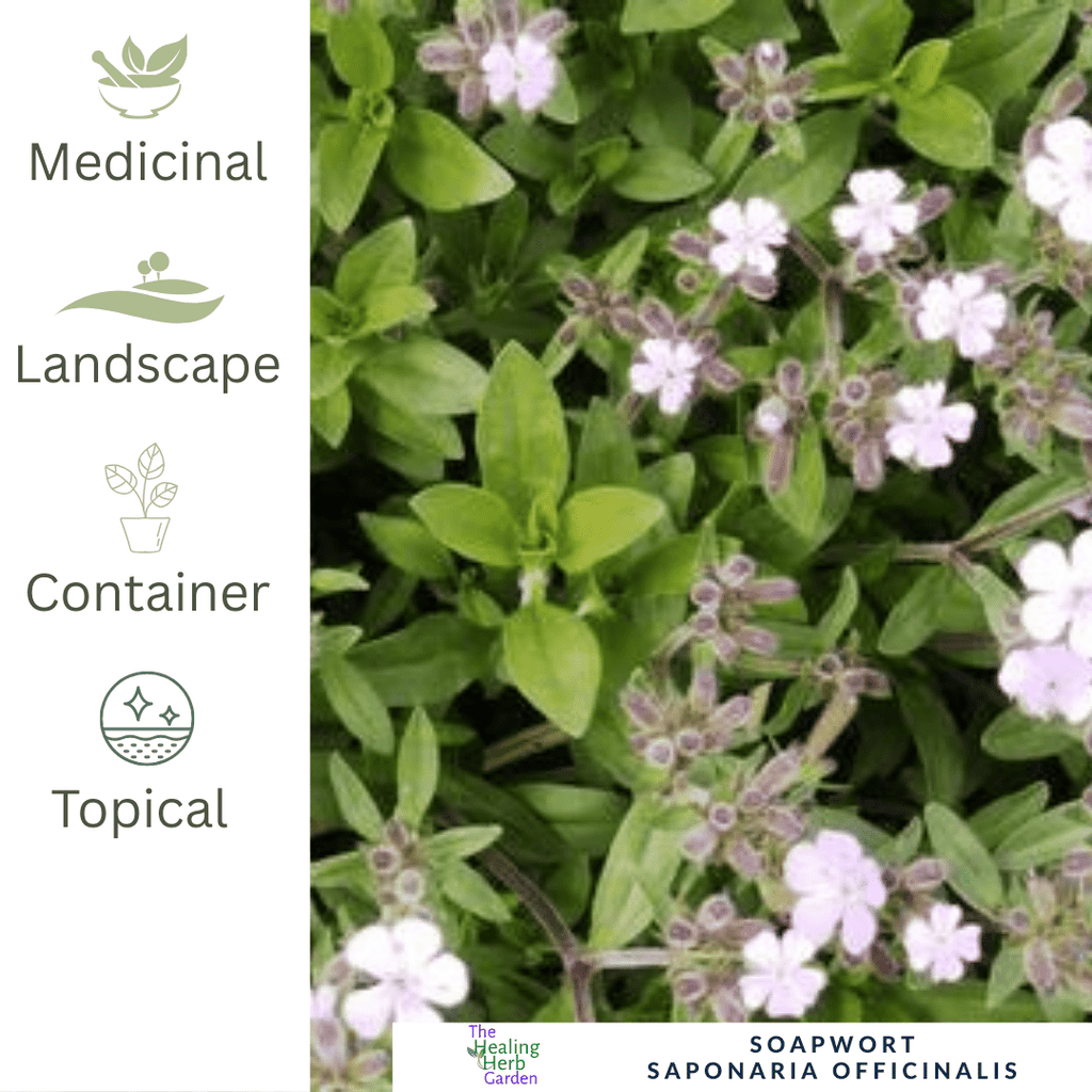 Soapwort – For Cottage Garden Charm - The Healing Herb Garden
