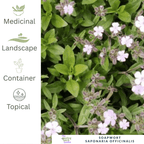 Soapwort – For Cottage Garden Charm - The Healing Herb Garden