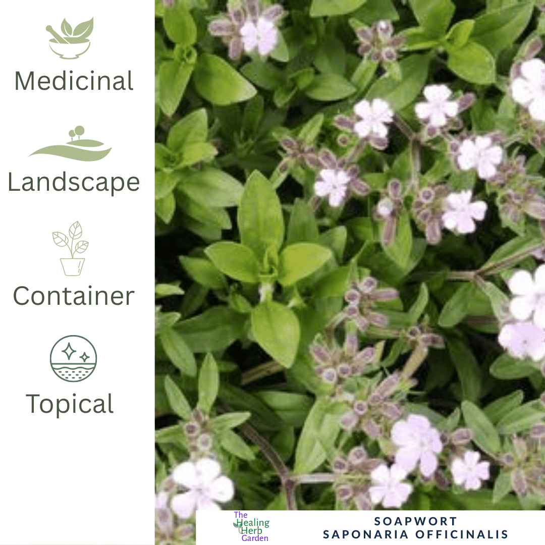 Soapwort – For Cottage Garden Charm - The Healing Herb Garden