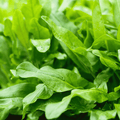 Sorrel – Hardy Perennial Culinary Herb Plant - The Healing Herb Garden