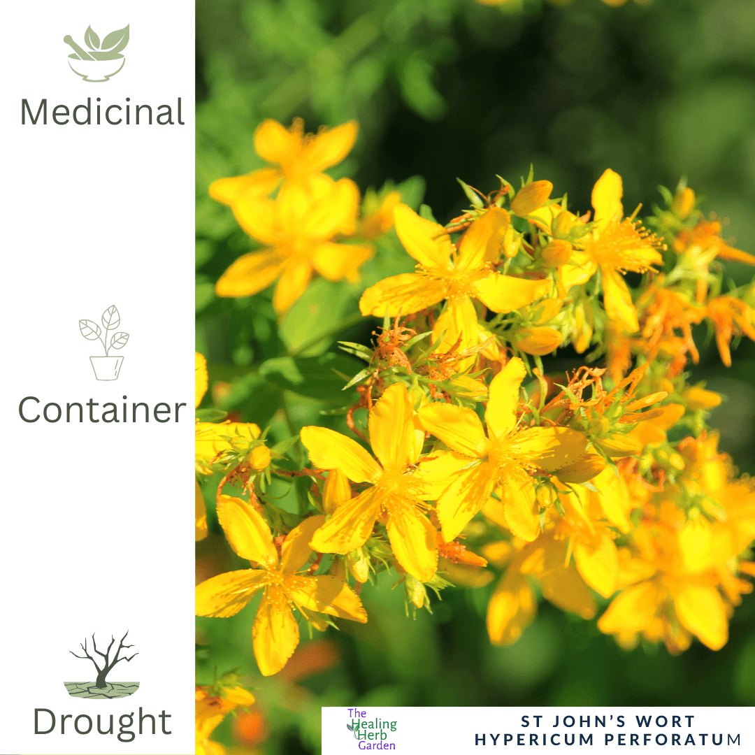 St John's Wort - For Mood Support & Soothing Herbal Remedies - The Healing Herb Garden