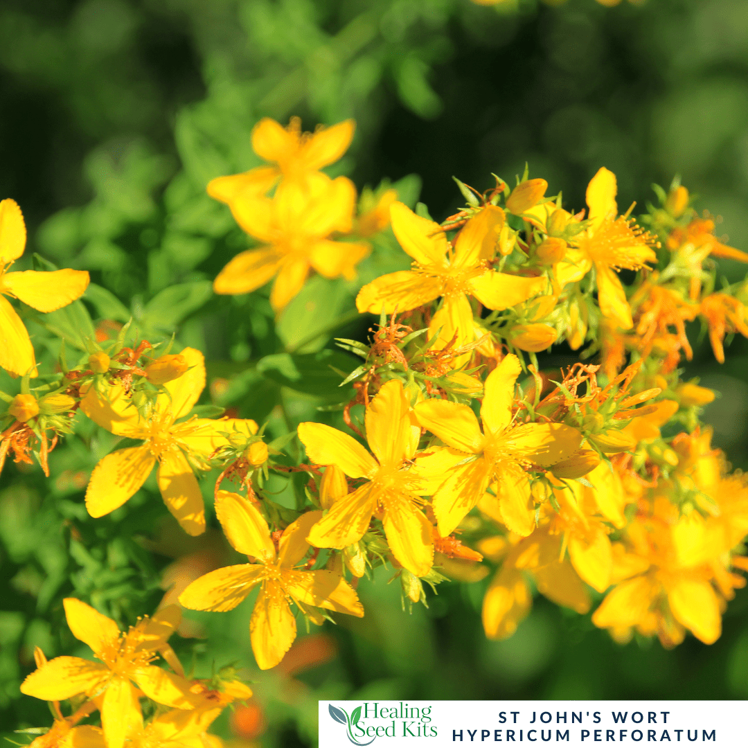 St John's Wort - For Mood Support & Soothing Herbal Remedies - The Healing Herb Garden