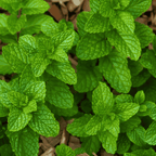 Strawberry Mint Plant - For Fresh, Fruity Infusions - The Healing Herb Garden