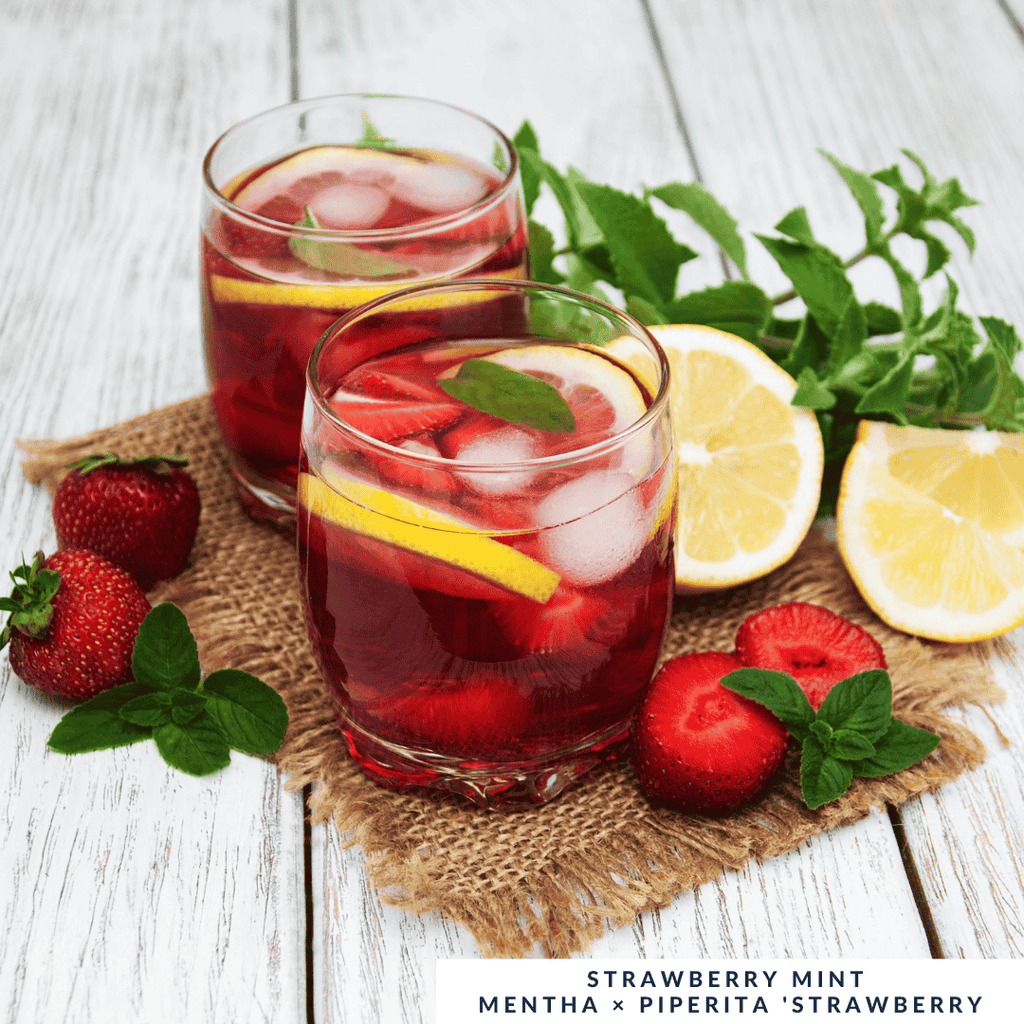 Strawberry Mint Plant - For Fresh, Fruity Infusions - The Healing Herb Garden