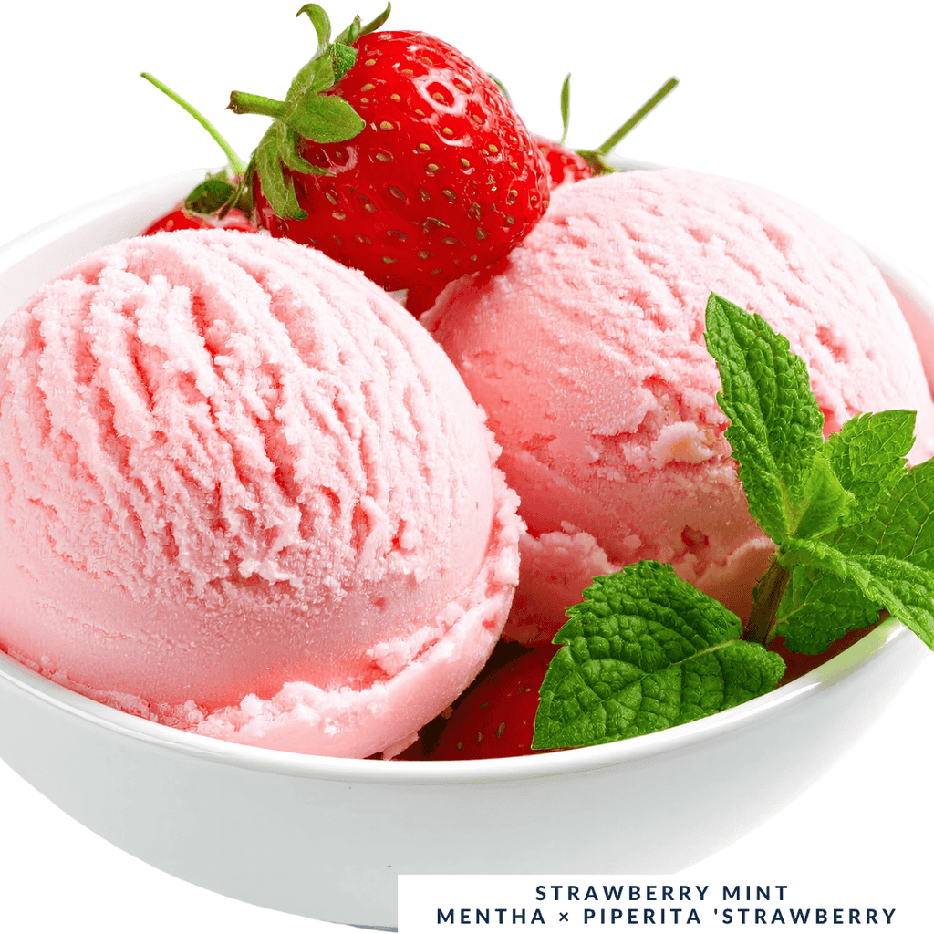 Strawberry Mint Plant - For Fresh, Fruity Infusions - The Healing Herb Garden