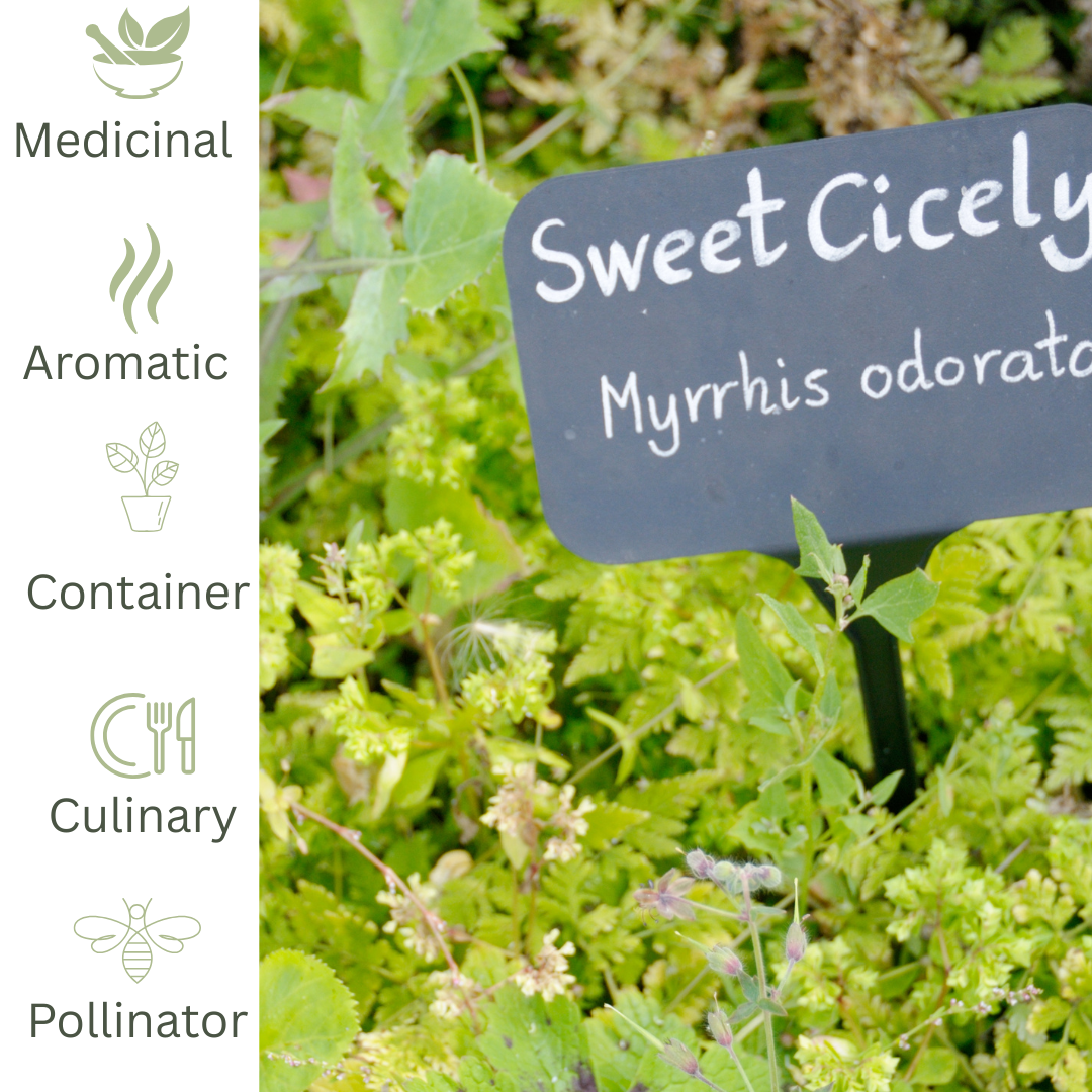 Sw eet Cicely - Traditional Digestive & Cottage Garden Herb - The Healing Herb Garden