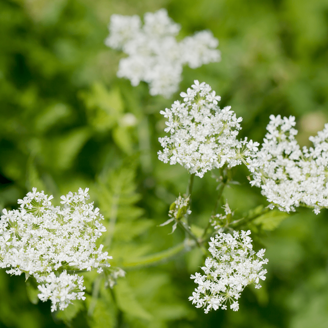 Sw eet Cicely - Traditional Digestive & Cottage Garden Herb - The Healing Herb Garden