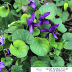 Sweet Purple Violet – For Gentle Healing & Fragrant Spring Colour - The Healing Herb Garden