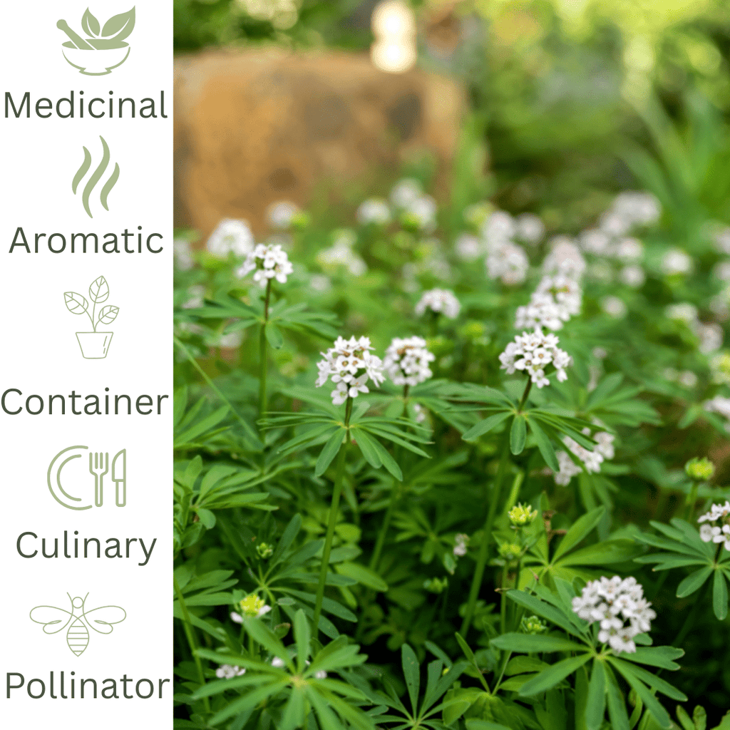 Sweet Woodruff – Shade loving ground cover herb - The Healing Herb Garden