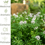 Sweet Woodruff – Shade loving ground cover herb - The Healing Herb Garden