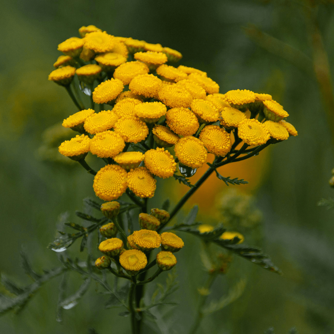 Tansy Plant – Hardy Herb & Pollinator Plant - The Healing Herb Garden