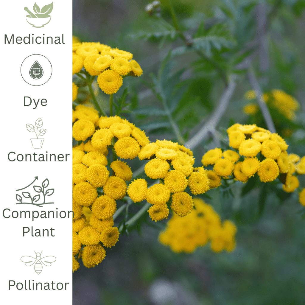 Tansy Plant – Hardy Herb & Pollinator Plant - The Healing Herb Garden