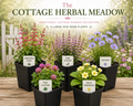 The Cottage Herbal Meadow - The Healing Herb Garden