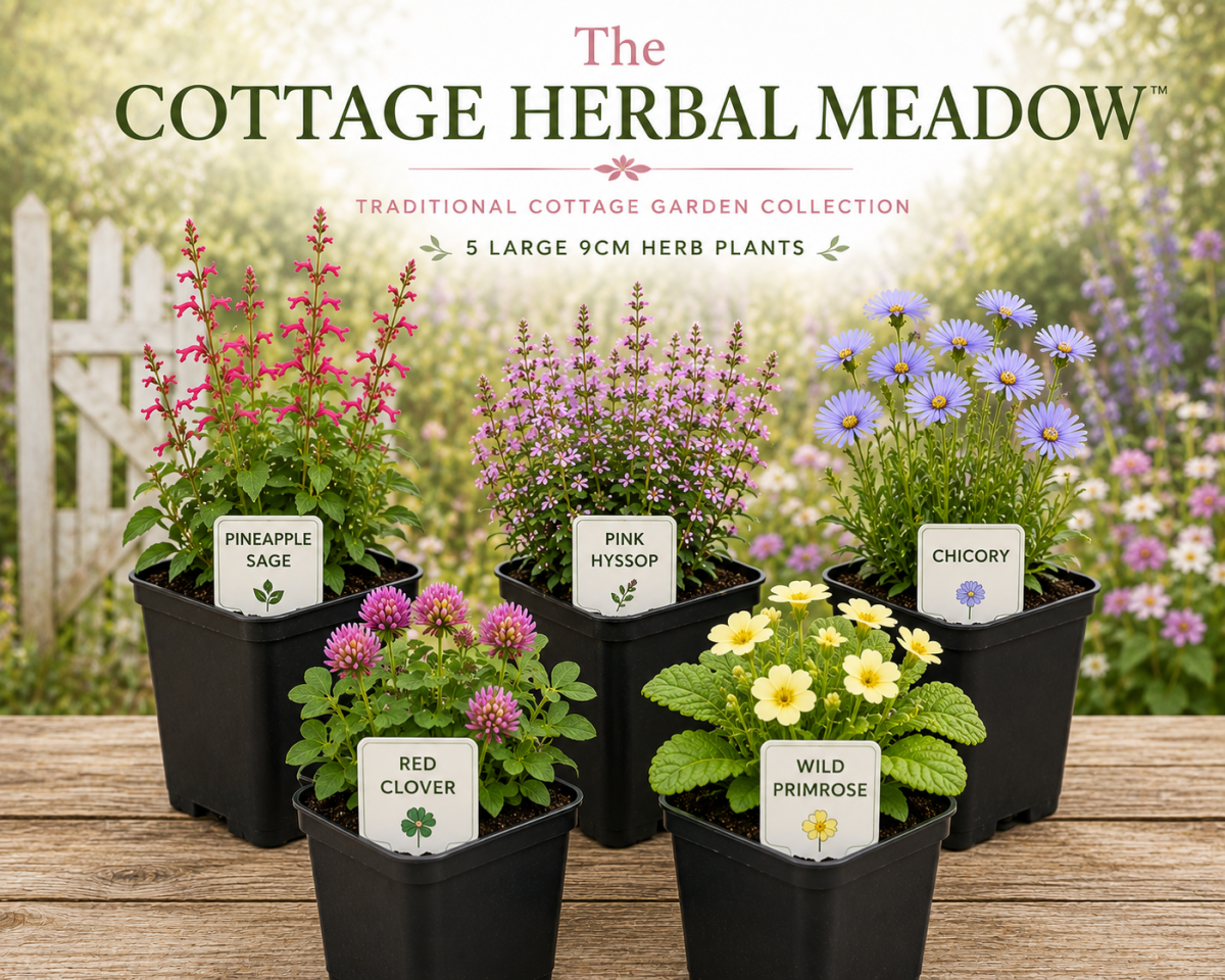 The Cottage Herbal Meadow - The Healing Herb Garden