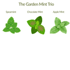 The Garden Mint Trio – Herb Plant Kit - The Healing Herb Garden