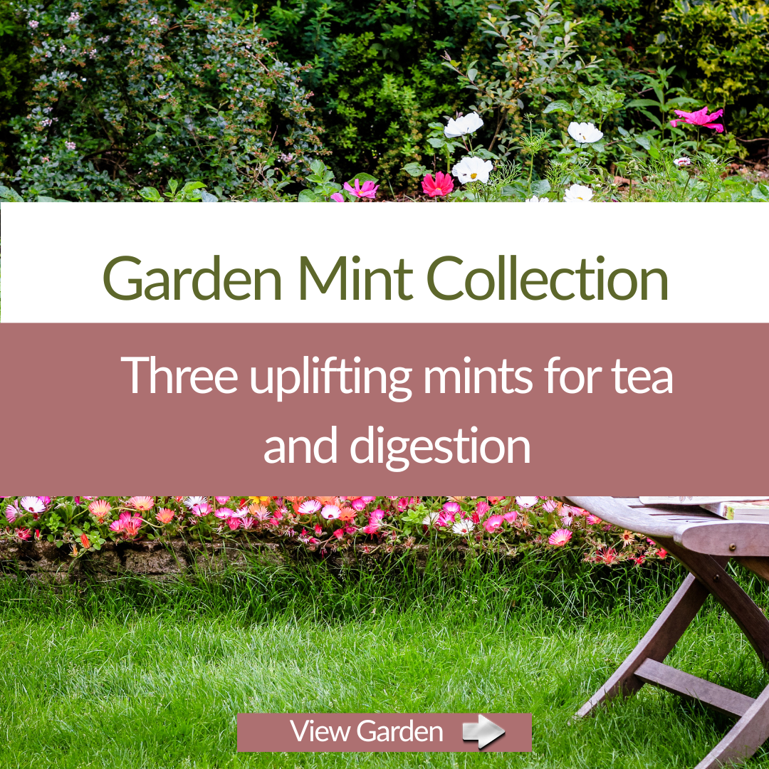 The Garden Mint Trio – Herb Plant Kit - The Healing Herb Garden