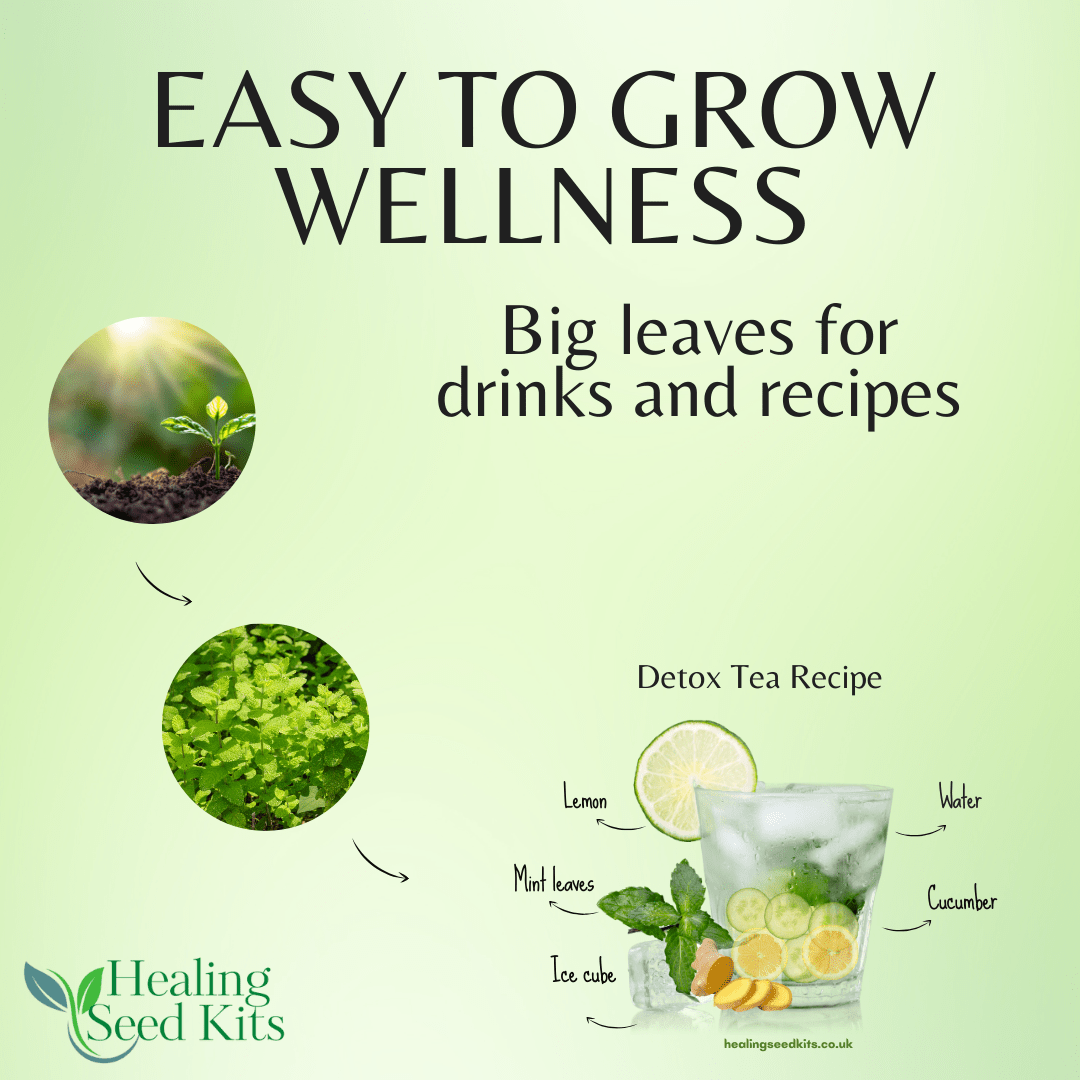 The Garden Mint Trio – Herb Plant Kit - The Healing Herb Garden