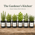 The Gardener's Kitchen™ – Classic Culinary Herb Collection - The Healing Herb Garden