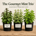 The Gourmet Mint Trio™ – Collection of 3 Unique Mint Plants - The Healing Herb Garden