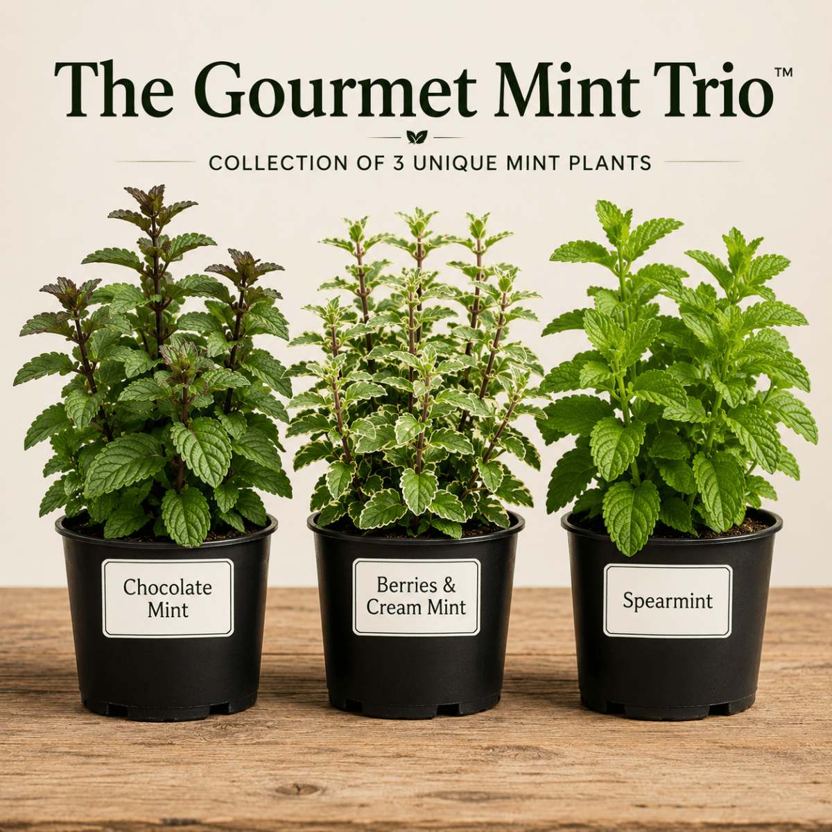 The Gourmet Mint Trio™ – Collection of 3 Unique Mint Plants - The Healing Herb Garden