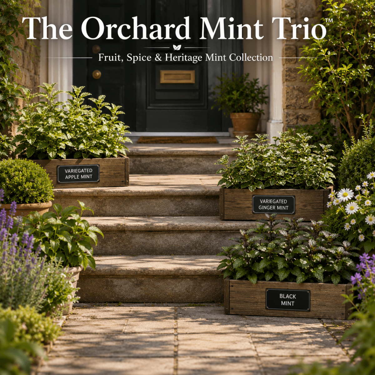 The Orchard Mint Trio™ - Fruit, Spice & Heritage Mint Collection - The Healing Herb Garden