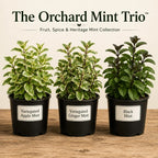 The Orchard Mint Trio™ - Fruit, Spice & Heritage Mint Collection - The Healing Herb Garden
