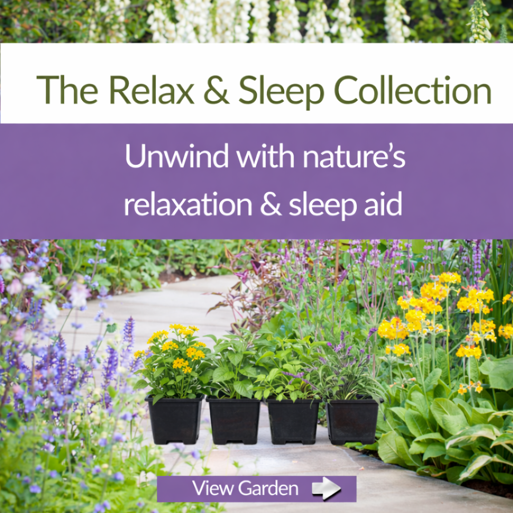 The Relax & Sleep Collection – Plant Kit - The Healing Herb Garden