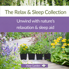 The Relax & Sleep Collection – Plant Kit - The Healing Herb Garden