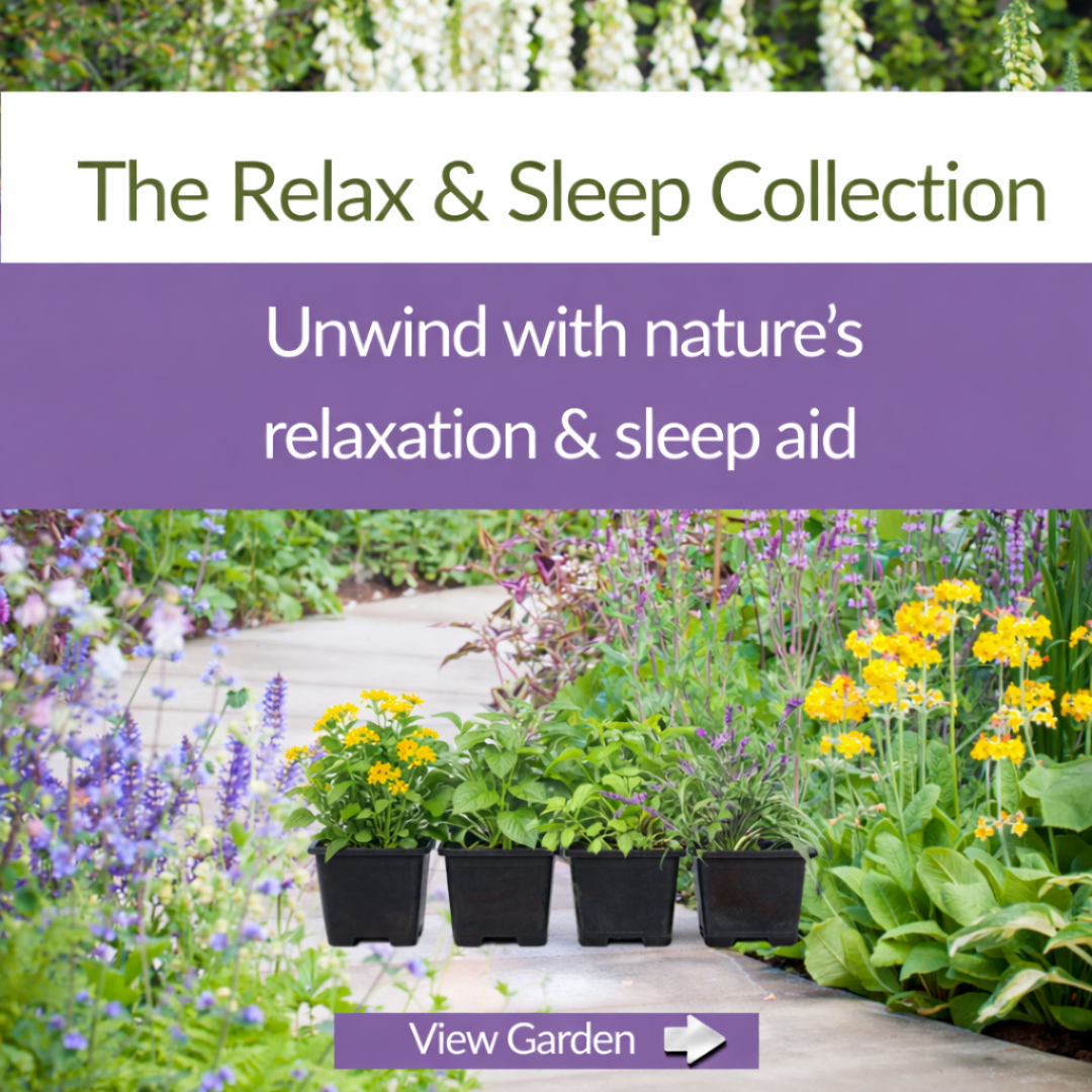 The Relax & Sleep Collection – Plant Kit - The Healing Herb Garden