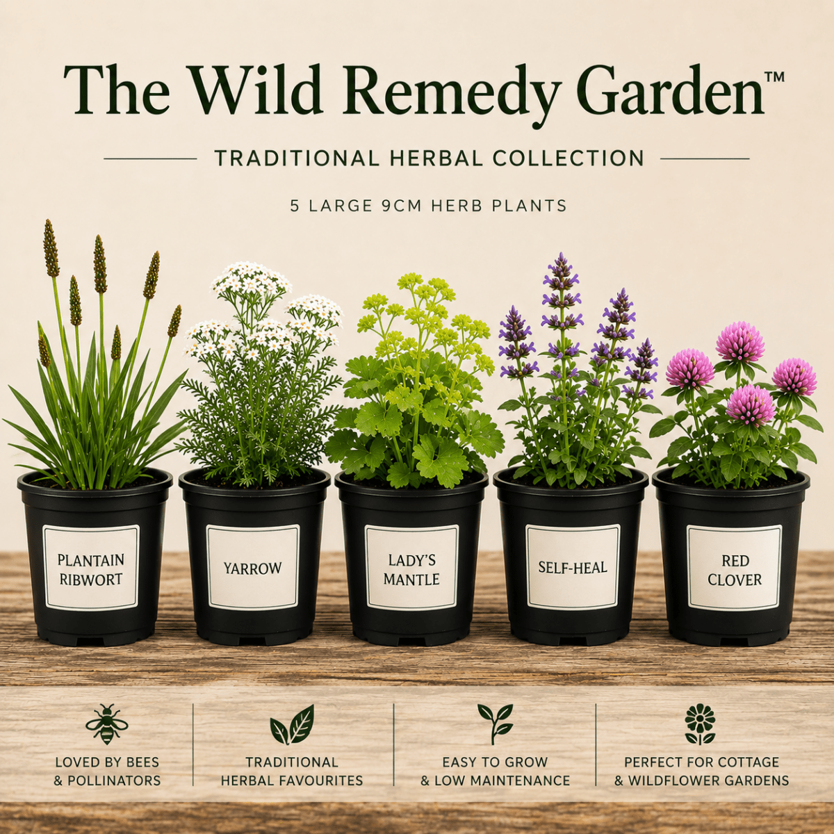 The Wild Remedy Garden - The Healing Herb Garden