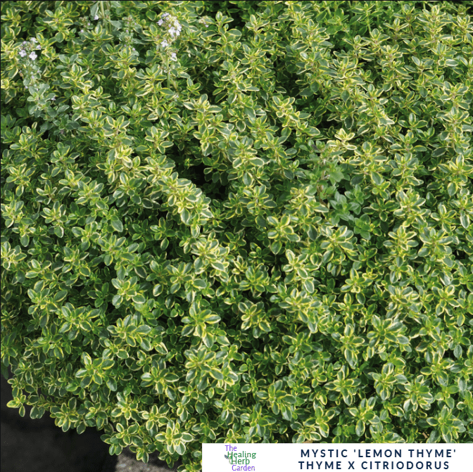 Thyme – Mystic Lemon – Zesty Culinary Flavour - The Healing Herb Garden