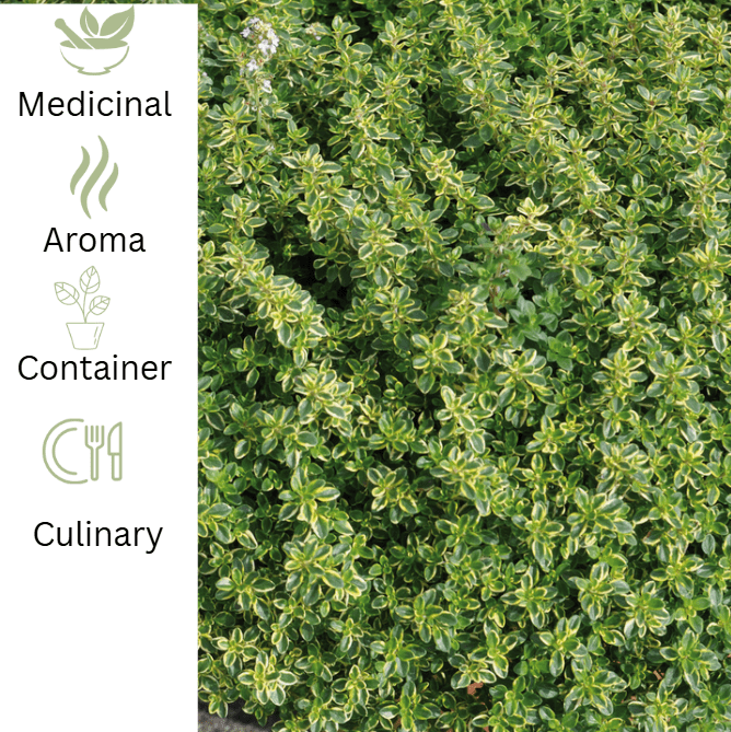 Thyme – Mystic Lemon – Zesty Culinary Flavour - The Healing Herb Garden