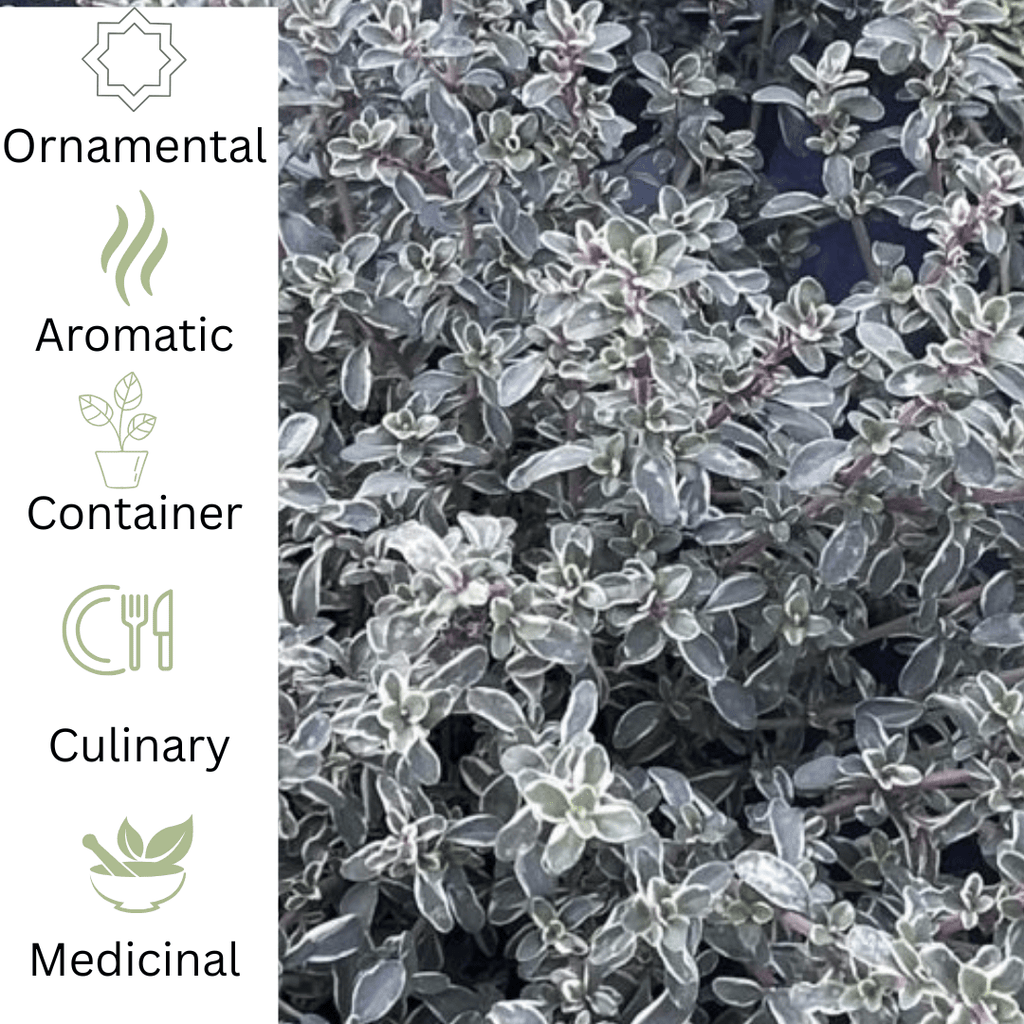 Thyme ‘Silver Posie’ - Fragrant and Decorative herb - The Healing Herb Garden
