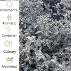 Thyme ‘Silver Posie’ - Fragrant and Decorative herb - The Healing Herb Garden