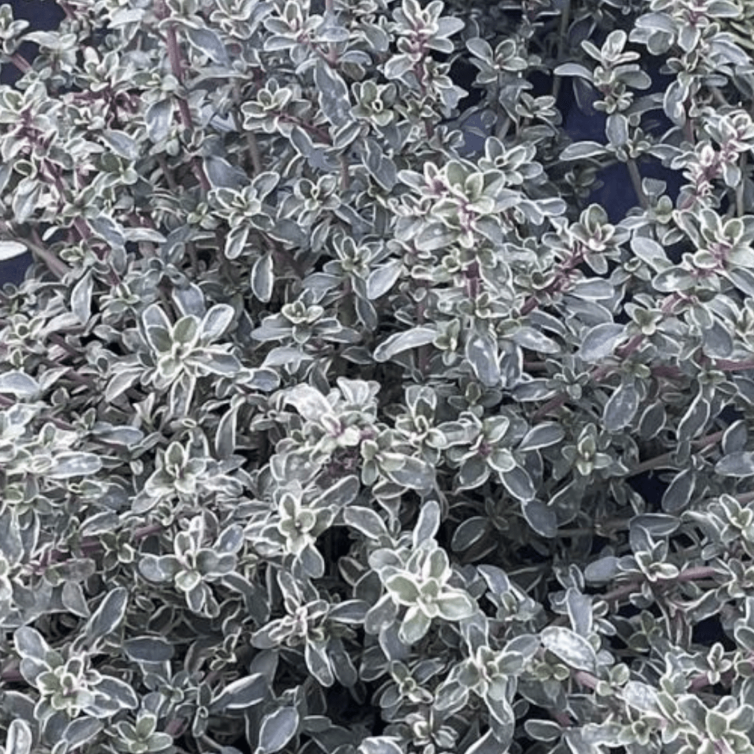 Thyme ‘Silver Posie’ - Fragrant and Decorative herb - The Healing Herb Garden