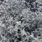Thyme ‘Silver Posie’ - Fragrant and Decorative herb - The Healing Herb Garden